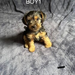 3 Beautiful Yorkshire Terrier for sale/Yorkshire Terrier/Female/Sex: Mixed Litter,Here we have 3 Yorkshire Terrier Puppies looking for a loving home.