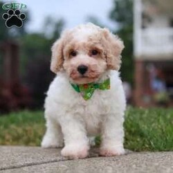 Benji/Bich-Poo									Puppy/Male	/10 Weeks,Hi! My name is Benji, and I am a very cute Bichapoo puppy with a sweet personality and a heart full of love! I love playing, exploring new things, and getting lots of attention and cuddles. I have a soft, fluffy coat, an adorable face, and a playful little personality that makes every day more fun. I’m always ready for a new adventure, but I’m just as happy snuggling up and enjoying some quiet time. I can’t wait to find my forever family and fill their home with lots of puppy love, laughter, and happy memories!