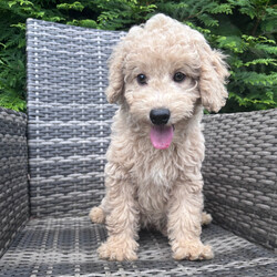 Bex/Goldendoodle/Female/