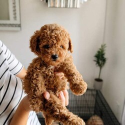 Asian maltipoo/Maltipoo/Female/Sex: Male,4 puppies available vaccinated , microchipped, regularly worm treated,ready to go.