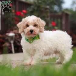 Benji/Bich-Poo									Puppy/Male	/10 Weeks,Hi! My name is Benji, and I am a very cute Bichapoo puppy with a sweet personality and a heart full of love! I love playing, exploring new things, and getting lots of attention and cuddles. I have a soft, fluffy coat, an adorable face, and a playful little personality that makes every day more fun. I’m always ready for a new adventure, but I’m just as happy snuggling up and enjoying some quiet time. I can’t wait to find my forever family and fill their home with lots of puppy love, laughter, and happy memories!