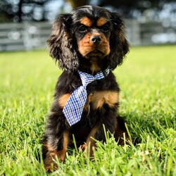 Adopt a dog:Benson/Cocker Spaniel/Female/,Hi, I'm Benson! I'm a 14-week-old male Cocker Spaniel with a beautiful black & tan coat, born on May 14. I am ready now to plan my trip to my forever family. Once I reach my adult size, I'm expected to weigh between 20–35 lbs. I'm AKC registered. I may nibble your shoelaces, but I'll fill your life with love.
