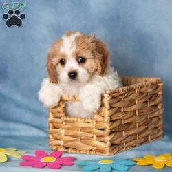 Aberdeen/Cavachon									Puppy/Female	/9 Weeks,These sweet little Cavachon puppies are looking for their forever families! They have been lovingly family raised and are accustomed to being around children, giving them a wonderful start to life as happy, confident companions.