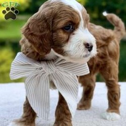 Cannoli/Mini Goldendoodle									Puppy/Male	/8 Weeks,Meet our adorable petite goldendoodles!:) They are so sweet and playful looking to find their forever new family. They have beautiful soft wavy/curly hair coats. Est weight 10-20lb. They will come vet checked, microchipped and utd with their vaccinations and dewormings. Along with their health record, a 2 year genetic health guarantee and 30 days free health insurance through Trupanion. Mom and Dad have wonderful personalities/temperaments and are genetically health tested. Contact us for videos or setup a FaceTime. Thank you! 