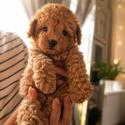 Asian maltipoo/Maltipoo/Female/Sex: Male,4 puppies available vaccinated , microchipped, regularly worm treated,ready to go.