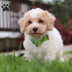 Benji/Bich-Poo									Puppy/Male	/10 Weeks,Hi! My name is Benji, and I am a very cute Bichapoo puppy with a sweet personality and a heart full of love! I love playing, exploring new things, and getting lots of attention and cuddles. I have a soft, fluffy coat, an adorable face, and a playful little personality that makes every day more fun. I’m always ready for a new adventure, but I’m just as happy snuggling up and enjoying some quiet time. I can’t wait to find my forever family and fill their home with lots of puppy love, laughter, and happy memories!