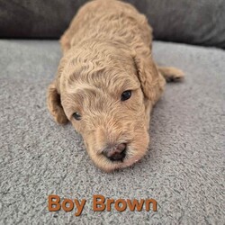 Cockapoo puppies F1bb/Cockapoo/Female/Sex: Male,Beautiful apricot cockapoo puppies. This is Roxy's first litter. Roxy is out family pet, she has a lovely personality, she is friendly with both other dogs and people, loves a cuddle and is very patient (grew up in a family with children). Roxy has been a wonderful mum to her pups.