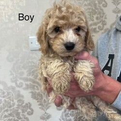 Cockapoo F1/Cockapoo/Female/Sex: Mixed Litter,Lovely F1 cockapoo puppies 2 girls 3 boys up to day with worming mum is family pet dad is family members dog good temperament please contact for more information 