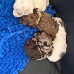 Toy Poodle Puppies /Toy Poodle/Female/Sex: Mixed Litter, Gorgeous Toy Poodle Puppies Looking for Their Forever Homes 