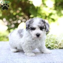 Ringo/Bich-Poo									Puppy/Male	/July 16th, 2026,Check out this adorable Bich-poo puppy! This sweet boy is well socialized and sure to be a great addition to any family. He is vet checked,up to date on shots and dewormer, plus comes with a health gaurantee. To learn more about Ringo and how to claim him as your own, please contact Naomi today!