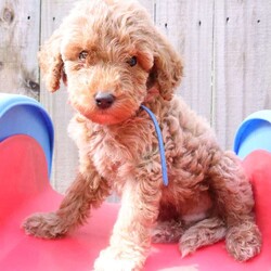 Koda/Mini Labradoodle									Puppy/Male	/8 Weeks,The pups are f1bb mini labradoodles so will have curly hair. Perfect if you have allergies or just hate shedding.They will be about 20-25lbs. Pups come with first vet visit, first shots, and a health guarantee. Pups are ready to go home Sept 8. Please let me know if you have any questions at all. Travel fee depends on your location. 