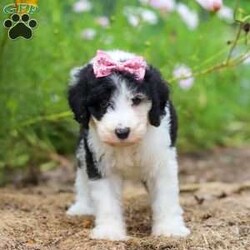 Grace/Sheepadoodle									Puppy/Female	/7 Weeks,Meet Grace, a very cute Sheepadoodle girl with an adorable face, a soft, fluffy coat, and a sweet personality that is sure to steal your heart! Grace is a happy and playful little girl who loves getting attention, playing with the people around her, and exploring her surroundings. She also enjoys plenty of cuddles and affection and is sure to grow into a wonderful, loving companion for her forever family. With her charming looks, gentle nature, and fun-loving personality, Grace is sure to bring lots of smiles, puppy kisses, and wonderful memories to her new home!