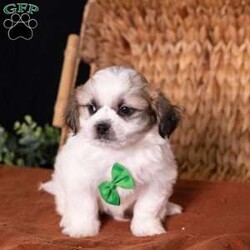 Seth/Teddy Bear									Puppy/Male	/9 Weeks,Introducing Seth, a captivating little sweetheart with markings that are almost too cute to be real! If you are searching for high-quality 