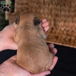 Scott/Teddy Bear									Puppy/Male	/9 Weeks,Say hello to Scott, a dashing little pup with an unforgettable face! As dedicated 