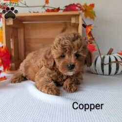 Copper/Shih-Poo									Puppy/Male	/9 Weeks,Copper is the sweetest little Shih-poo! Copper is very well socialized and playful! He is such a fluffy an cuddly puppy! He is vet checked and mirco-chipped and up to date on shots and dewormer! For more information on little sweetheart call Katie today! 