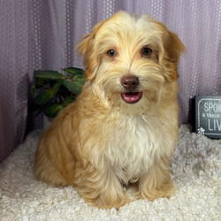 Adopt a dog:Izaiah/Havapoo/Female/,Hi, I'm Izaiah! I'm a 17-week-old male Havapoo. My dad is a Poodle and my mom is a Havanese. I have a beautiful red coat, and I was born on May 6. I am ready now to plan my trip to my forever family. Once I reach my adult size, I'm expected to weigh between 8–10 lbs. I'm ICA registered. I'm looking forward to filling your days with joy and my playful antics.
