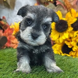 Adopt a dog:Hazel/Miniature Schnauzer/Female/,Hi, I'm Hazel! I'm a 5-week-old female Miniature Schnauzer with a beautiful salt & pepper coat, born on August 13. I'll be ready to go home to my forever family after October 8, once I'm grown enough to leave my litter. When I reach my adult size, I should weigh between 12–18 lbs. I'm AKC registered. I'm excited to bring a lot of love and a little bit of puppy chaos.