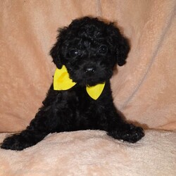  Gorgeous F1B Shihpoo Puppies Looking for Their Forever Homes /Shihpoo/Female/Sex: Mixed Litter,Our much-loved family dog Hershey has welcomed her second and final litter of 5 beautiful F1B Shihpoo puppies — 2 girls and 3 boys. 
