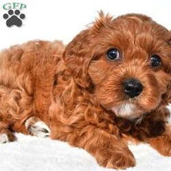 Bella/Cavapoo									Puppy/Female	/7 Weeks,Meet Bella, she will melt your heart with her cuteness, super sweet loving temperament and personality. 