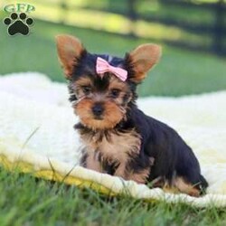 Macy/Yorkie									Puppy/Female	/9 Weeks,Hi, my name is Macy, and I’m a sweet little Yorkshire Terrier who is ready to bring lots of love, fun, and puppy kisses to my forever family! I’m a happy and playful girl who loves attention and enjoys being around people. I’ve been well socialized and given lots of love and care, helping me grow into a friendly and confident little companion.