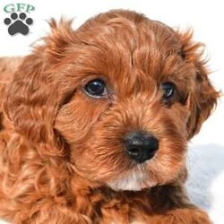Bella/Cavapoo									Puppy/Female	/7 Weeks,Meet Bella, she will melt your heart with her cuteness, super sweet loving temperament and personality. 