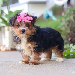 Bella/Yorkie									Puppy/Female	/9 Weeks,Bella is an adorable AKC Yorkshire Terrier puppy with a sweet expression, a beautiful soft coat, and a loving personality that is sure to steal your heart. She is playful, affectionate, and enjoys attention, exploring her surroundings, and spending time with the people around her. Her gentle, happy nature makes her a wonderful companion, and she is sure to bring plenty of love, joy, and companionship to her forever family.