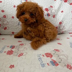 Adorable Toy Poodle Puppy (Red Brown)//Female/NaN,Meet this gorgeous little boy! He is an incredibly sweet, gentle, and loving puppy with a wonderful character. He is very affectionate and enjoys being close to people. 