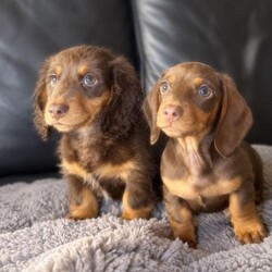 Adopt a dog:Miniature dachshunds kc reg /Miniature Dachshund/Female/Sex: Mixed Litter,I am proud to announce this stunning litter, chocolate and tans and one chocolate dapple. Males and females minitaure dachshunds, smooth haired and long haired. Mum is chocolate dapple and the family pet with such a brilliant temperament. Dad is a chocolate and tan stud also has such a brilliant temperament. The puppies are being raised in a family home environment, so will be use to everyday noises ect. They are currently on royal canine puppy kibble. Pups will leave with vet checked microchipped, first vaccination ect. And also kc reg