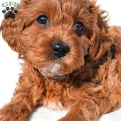 Bella/Cavapoo									Puppy/Female	/7 Weeks,Meet Bella, she will melt your heart with her cuteness, super sweet loving temperament and personality. 