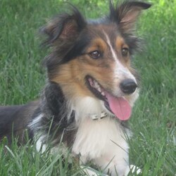 Marci/Sheltidoodle									Puppy/Female	/July 22nd, 2026,Meet Marci….. the tail waggin’, tongue lickin’, jumpin’ up, full of life, sweet little Sheltidoodle!!!!!  This super cute little puppy is sure to bring lots of chuckles to your home!!!  VERY Cute White Markings and 4 White Socks!!  Marci is very used to being around our children!! Vet checked and up to date on vaccinations. Call today and make Marci yours!!