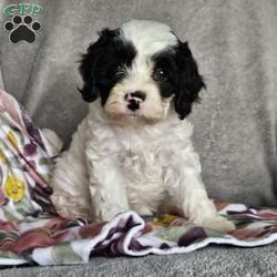 Molly/Cavapoo									Puppy/Female	/11 Weeks,Molly is the only sweet little girl of the bunch. She is adorable and playful! She loves cuddling and gives plenty of kisses! Molly’s mother Princess is a quiet yet playful mini poodle weighing around 14 lbs. Her father is Alfie a sweet king Charles Cavalier weighing about 16lbs. Our puppies are loved upon from the day they are born! They are well socialized and enjoyed by our family! Molly was checked by our vet and she has a clean bill of health. She has been started on her vaccinations and dewormed regularly. If your looking for a sweet friend Molly’s the one! 