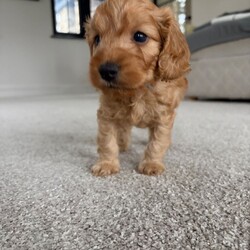 F1b Cockapoo Puppies - Only 1 Boy left!//Female/NaN,Born on 10th August, we have 2 gorgeous boys and 2 beautiful girls. They are thriving and being lovingly raised in our family home with their mum. 