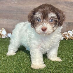 Lucy/Maltipoo/Female/