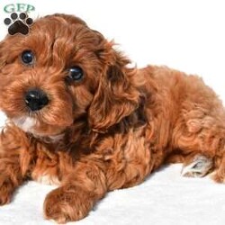 Bella/Cavapoo									Puppy/Female	/7 Weeks,Meet Bella, she will melt your heart with her cuteness, super sweet loving temperament and personality. 