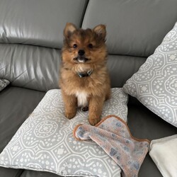 Adopt a dog:Pomeranian 1 boy  leave/Pomeranian/Female/Sex: Male,1 boy you can see mum wen you see puppies last photos mum and dad  will be ready to leave