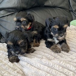Biewer Yorkie puppies//Female/NaN,Biewer Yorkie terrier puppies mum is a Biewer terrier dad is a Yorkie terrier both our family pets and can be seen.2 girls available out of a litter of 7 four reserved.born 29/07/2026 will be ready for their loving forever homes from 23/09/2026 they will be wormed,microchipped,first vaccine and vet health checked puppies can be secured with a £200 non refundable deposit