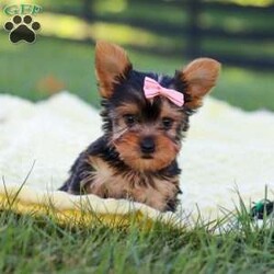 Macy/Yorkie									Puppy/Female	/9 Weeks,Hi, my name is Macy, and I’m a sweet little Yorkshire Terrier who is ready to bring lots of love, fun, and puppy kisses to my forever family! I’m a happy and playful girl who loves attention and enjoys being around people. I’ve been well socialized and given lots of love and care, helping me grow into a friendly and confident little companion.
