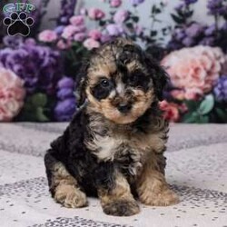 Regan/Miniature Poodle									Puppy/Male	/8 Weeks,Meet Regan, an adorable Mini Poodle puppy with a sweet personality and plenty of charm! Regan has been vet checked and is up to date on all her shots and vaccines. Her mom, Patches, weighs 12 lbs., and her dad, All Star, weighs 14 lbs. Regan is healthy, happy, and ready to find her loving new home!