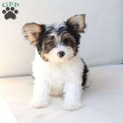 Charlie/Yorkie									Puppy/Male	/July 8th, 2026,Charlie is one of four and his litter, his approximate adult weight is 4 to 5 pounds. 