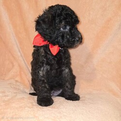  Gorgeous F1B Shihpoo Puppies Looking for Their Forever Homes /Shihpoo/Female/Sex: Mixed Litter,Our much-loved family dog Hershey has welcomed her second and final litter of 5 beautiful F1B Shihpoo puppies — 2 girls and 3 boys. 