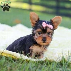 Macy/Yorkie									Puppy/Female	/9 Weeks,Hi, my name is Macy, and I’m a sweet little Yorkshire Terrier who is ready to bring lots of love, fun, and puppy kisses to my forever family! I’m a happy and playful girl who loves attention and enjoys being around people. I’ve been well socialized and given lots of love and care, helping me grow into a friendly and confident little companion.