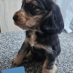 2 Pups left Show Cocker Spaniel Puppies/Cocker Spaniel/Female/Sex: Mixed Litter,Our Beautiful family dog Amara has had her first litter of 5 puppies. 2 girl and 3 boys.