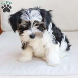 Maverick/Yorkie									Puppy/Male	/July 9th, 2026,Maverick  is one of five in his litter, his approximate adult weight is 4 to 5 pounds