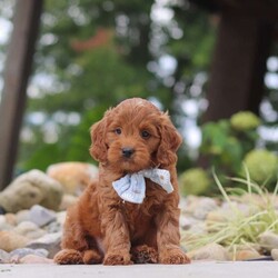Igor/Mini Goldendoodle									Puppy/Male	/7 Weeks,Hi, I’m Igor! I’m a very cute Mini Goldendoodle puppy with an adorable face, a soft, fluffy coat, and a sweet personality. I’m playful, affectionate, and curious, and I love spending my days exploring, playing with toys, and getting lots of attention. I have a happy and loving nature, and I enjoy being around people and making new friends. With my charming personality and irresistible looks, I’m sure to bring lots of love, fun, and happiness to my forever family!