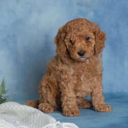 Jovial/Miniature Poodle									Puppy/Male	/6 Weeks,These sweet little puppies are looking for their forever homes! Who couldn’t use a little extra love from a furry friend? Puppy cuddles, puppy kisses, and playful little antics could be in your future!