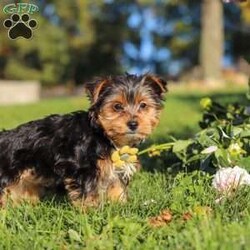 Atlas/Yorkie									Puppy/Male	/12 Weeks,Atlas is an adorable AKC Yorkshire Terrier puppy with a sweet expression, a beautiful soft coat, and a loving personality that is sure to steal your heart. He is playful, affectionate, and enjoys attention, exploring his surroundings, and spending time with the people around him. His gentle, happy nature makes him a wonderful companion, and he is sure to bring plenty of love, joy, and companionship to his forever family.