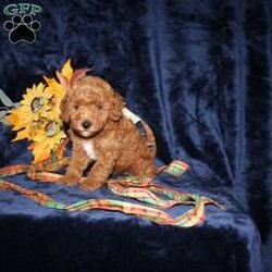 Cassie/Mini Goldendoodle									Puppy/Female	/7 Weeks,Meet this adorable Micro Mini Goldendoodle puppy who will stay very small! With parents weighting only 13 and 15lbs this cutie will stay small and look like a puppy forever! This puppy comes up to date on shots and dewormer and vet checked. Are you concerned about purchasing a healthy puppy? The mother is health tested and clear for Goldendoodle health issues! To learn how you can make this puppy your own contact us today!