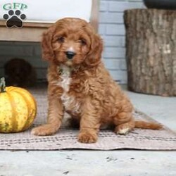 Ace/Cavapoo									Puppy/Male	/10 Weeks,Ace is looking for his forever home. He is an adorable purebred cavapoo with the sweetest friendly, personality. He is played with daily by my children and no one is a stranger to him. Ace does great with going potty outside and loves to please his owner. Ace will stay small and most likely be under 20 pounds, he is only 6 pounds now. He is vet checked, vaccinated, dewormed, and comes with a one year genetic health guarantee. To meet this little cutey and possibly make him a part of your family call or text Casondra, I would love to meet you!
