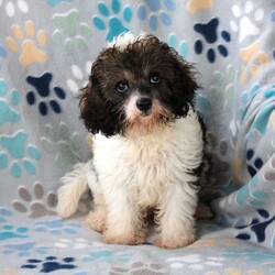 Cuddles/Cavapoo									Puppy/Male	/13 Weeks,Meet Cuddles! The adorable Cavapoo pup born July 7th, 2026 to his sweet parents, Swiss Miss (Mini Poodle), and Bentley (Cavapoo). This little one is growing up surrounded by our family and children, giving him plenty of everyday love, attention, and interaction. He is friendly, well socialized, very sweet, and playful. Cuddles has been vet checked and is up to date on shots and dewormer. He will come with a 30 day health guarantee and is ready to meet his new forever family! 