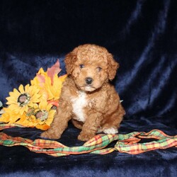 Abner/Mini Goldendoodle									Puppy/Male	/9 Weeks,Say hello to this adorable Mini Goldendoodle puppy who is being spoiled with lots of attention and love! The mom Alyssa is a Mini Goldendoodle and the dad Dewey is a Miniature Poodle. Each puppy comes up to date on shots and dewormer and will be vet checked before going home. This puppy is very smart and has such a soft hypoallergenic coat! Please call Annie today (no texting) to learn how you can bring home one of these perfect puppies!